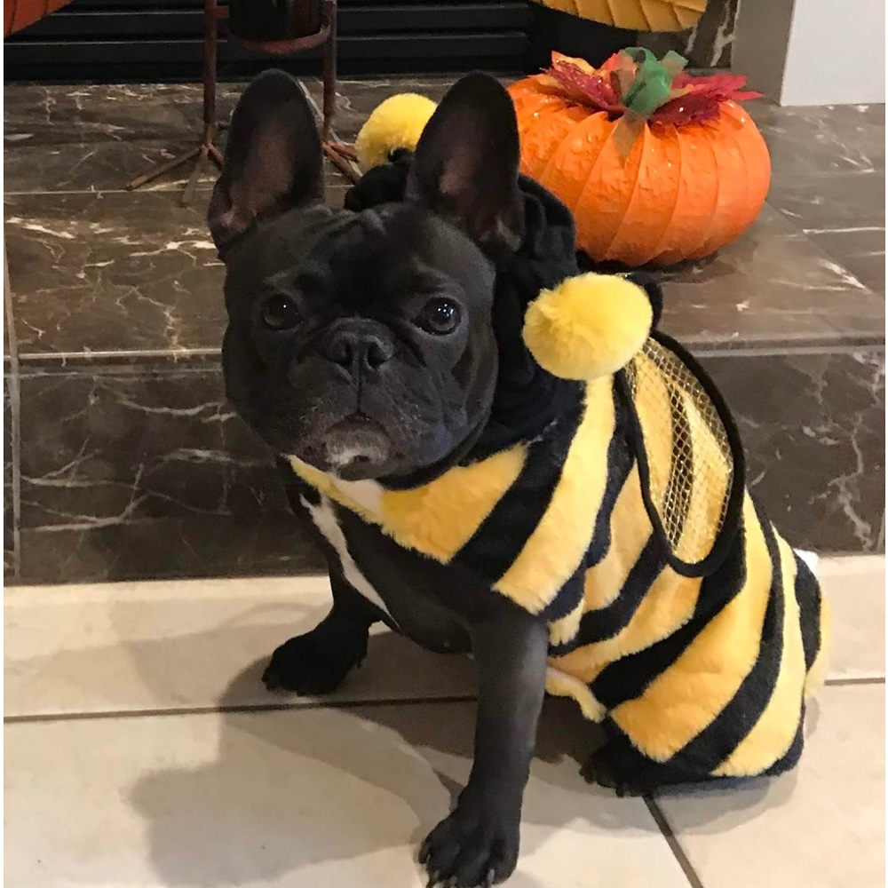 Pet Bumble Bee Costume. Size Large